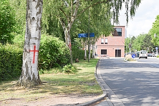 Rote Kreuze prangen an zwei Birken neben der Schauenburgerstraße. Sie müssen dem Stadtumbau weichen, aber die Stadt hat die Markierungen nicht angebracht. (Foto: Frank)