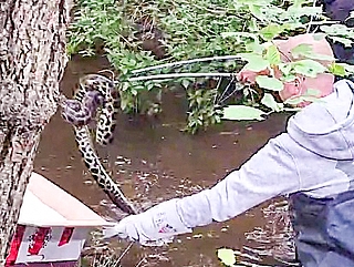 Ein Helfer fing die Anakonda fachgerecht ein. (Foto: Polizeidirektion Bad Segeberg)