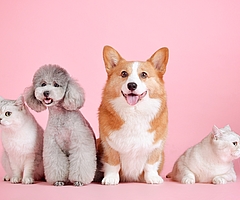 Hunde und Katzen können, aber müssen nicht registriert und gekennzeichnet werden. (Symbolfoto: Pixabay)