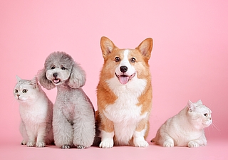 Hunde und Katzen können, aber müssen nicht registriert und gekennzeichnet werden. (Symbolfoto: Pixabay)