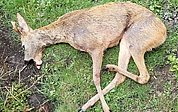 Der durch den Verkehrsunfall schwer verletzte Rehbock musste getötet werden. (Foto: KJS Pinneberg)