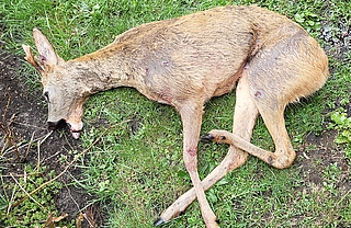 Der durch den Verkehrsunfall schwer verletzte Rehbock musste getötet werden. (Foto: KJS Pinneberg)