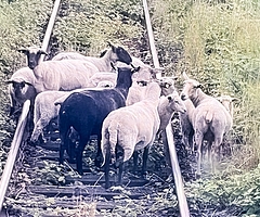 Diese Schafe tummelten sich im Gleisbett bei Wilster. (Foto: Bundespolizei)