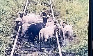 Diese Schafe tummelten sich im Gleisbett bei Wilster. (Foto: Bundespolizei)