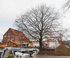 An der Blutbuche entzündete sich schon vor Jahren die Diskussion darüber, ob Elmshorn genug für den Schutz der großen Bäume in der Innenstadt tut. (Foto: Frank)