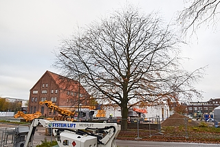 An der Blutbuche entzündete sich schon vor Jahren die Diskussion darüber, ob Elmshorn genug für den Schutz der großen Bäume in der Innenstadt tut. (Foto: Frank)