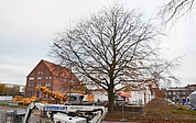 An der Blutbuche entzündete sich schon vor Jahren die Diskussion darüber, ob Elmshorn genug für den Schutz der großen Bäume in der Innenstadt tut. (Foto: Frank)
