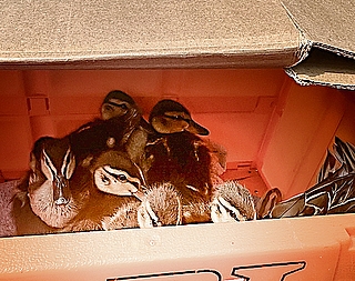 Die Beamten setzten die Entenfamilie in einen Karton und brachten sie zum Wildtier- und Artenschutzzentrum in Klein Offenseth-Sparrieshoop. (Foto: Bundespolizei)