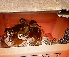 Die Beamten setzten die Entenfamilie in einen Karton und brachten sie zum Wildtier- und Artenschutzzentrum in Klein Offenseth-Sparrieshoop. (Foto: Bundespolizei)