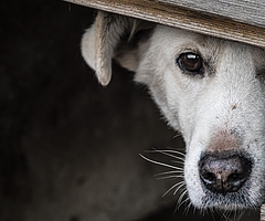 Nicht selten verkriechen sich Tiere wegen des Lärms durch Silvesterkracher. (Symbolfoto: Pixabay)