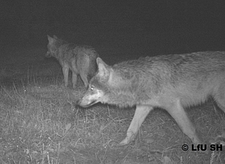 Diese Wolfswelpen wurde schätzungsweise im Frühsommer geboren. Als das Foto aufgenommen wurde, waren sie schon erheblich gewachsen. (Foto: LfU SH)