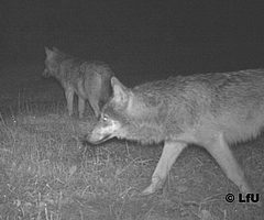 Diese Wolfswelpen wurde schätzungsweise im Frühsommer geboren. Als das Foto aufgenommen wurde, waren sie schon erheblich gewachsen. (Foto: LfU SH)