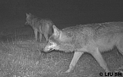 Diese Wolfswelpen wurde schätzungsweise im Frühsommer geboren. Als das Foto aufgenommen wurde, waren sie schon erheblich gewachsen. (Foto: LfU SH)