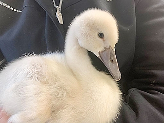 Dieses süße kleine Schwanenküken ist verwaist. (Foto: Erdmann/Wildtier- und Artenschutzzentrum)