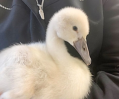 Dieses süße kleine Schwanenküken ist verwaist. (Foto: Erdmann/Wildtier- und Artenschutzzentrum)
