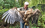 Christian Erdmann, Stationsleiter des Wildtier- und Artenschutzzentrums in Klein Offenseth-Sparrieshoop, untersuchte den gefundenen Seeadler: ein Weibchen mit einem Gewicht von mehr als 10 Kilogramm. (Foto: Wildtier- und Artenschutzzentrum)