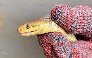 Diese Äskulapnatter ist 1,30 Meter lang. (Foto: Erdmann)