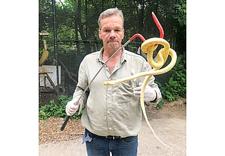 Mit Handschuhen und einem speziellen Haken präsentiert Christian Erdmann, Leiter des Wildtier- und Artenschutzzentrums Klein Offenseth-Sparrieshoop, einen Albin-Tigerphyton. (Foto: Erdmann)
