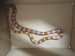 Die amerikanische Kornnatter ist 50 Zentimeter lang, aber ungiftig. (Foto: Wildtier- und Artenschutzzentrum)