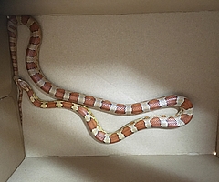 Die amerikanische Kornnatter ist 50 Zentimeter lang, aber ungiftig. (Foto: Wildtier- und Artenschutzzentrum)