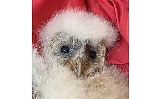 Mit großen Augen guckt die Schleiereule in die Kamera. (Foto: Erdmann/Wildtier- und Artenschutzzentrum)