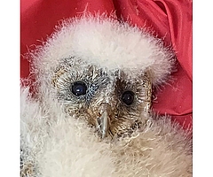 Mit großen Augen guckt die Schleiereule in die Kamera. (Foto: Erdmann/Wildtier- und Artenschutzzentrum)