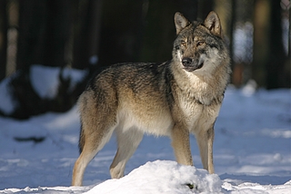Der Wolf gilt nach wie vor als "streng geschützte Art". (Foto: Pixabay)