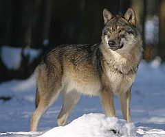 Der Wolf gilt nach wie vor als "streng geschützte Art". (Foto: Pixabay)