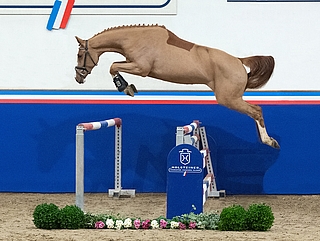New Capitola (Katalognummer 1) v. Balou du Rouet entspringt dem Zweig des Stamms 173, der auch den Jahrhunderthengst Capitol hervorgebracht hat. Sie und die anderen noch nicht gerittenen Pferde sind in die Elmshorner Stallungen gezogen. (Foto: Janne Bugtrup)