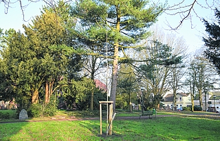 Der Wildapfelbaum steht an dem Weg, der durch den Cäcilie-Bleeker-Park führt. Rechts ist die Seminarstraße zu sehen, hinter den Bäumen links zeigt sich das Dach des Ludwig-Meyn-Gymnasiums. (Foto: Frank)