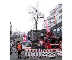 Eine Spezialfirma fällte die Gleditschie vor der Sparkasse im Damm. (Foto: Frank)