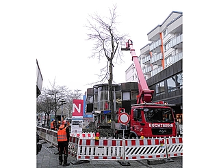 Eine Spezialfirma fällte die Gleditschie vor der Sparkasse im Damm. (Foto: Frank)
