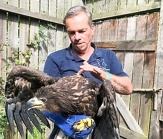 Christian Erdmann mit dem aufgepäppelten jungen Seeadler, dessen Standort mit Hilfe eines Senders verfolgt wird. (Foto: Wildtierstation Sparrieshoop)