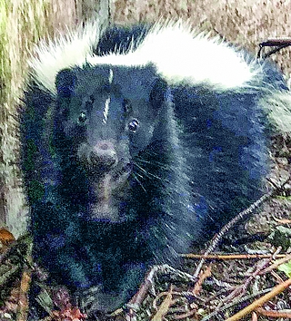 Skunks können ihr extrem riechendes Düsensekret bis zu sechs Meter weit verspritzen. Das in Bremerhaven entdeckte Stinktier wurde mit etwas Ironie auf den Namen „Lavendel“ getauft.  (Foto: Wildtierstation)