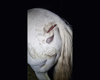 Zwei Wunden klaffen auf dem Hinterteil des Wallachs. Es besteht der Verdacht, dass ein Wolf das Pferd verletzte. (Foto: Privat) 