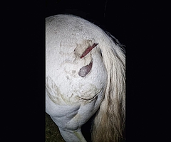 Zwei Wunden klaffen auf dem Hinterteil des Wallachs. Es besteht der Verdacht, dass ein Wolf das Pferd verletzte. (Foto: Privat) 