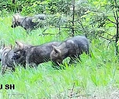 Die Wolfsbeobachter des Landes Schleswig-Holstein filmten diese vier Wolfswelpen am 22. Mai im Segeberger Forst. (Foto: Landesamt für Umwelt)