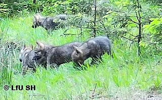 Die Wolfsbeobachter des Landes Schleswig-Holstein filmten diese vier Wolfswelpen am 22. Mai im Segeberger Forst. (Foto: Landesamt für Umwelt)