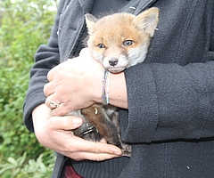 Fuchskind Fiete lebt seit letzter Woche in der Wildtier- und Artenschutzstation in Klein Offenseth-Sparrieshoop. (Foto: Meyer-Lutz)