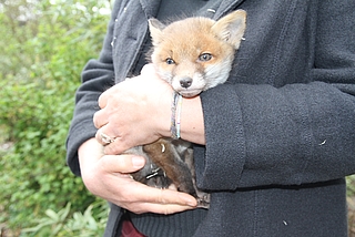 Fuchskind Fiete lebt seit letzter Woche in der Wildtier- und Artenschutzstation in Klein Offenseth-Sparrieshoop. (Foto: Meyer-Lutz)