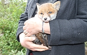 Fuchskind Fiete lebt seit letzter Woche in der Wildtier- und Artenschutzstation in Klein Offenseth-Sparrieshoop. (Foto: Meyer-Lutz)