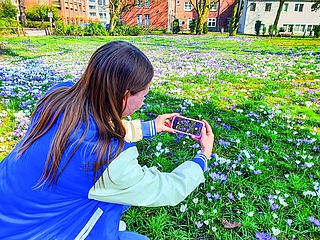Blickfang und beliebtes Fotomotiv: Doch die Krokuswiese vor Elmshorns Rathaus entspricht nicht den geltenden EU-Vorgaben für öffentliches Grün. Die Stadt Elmshorn soll die Wiese roden und deutlich vielfältiger bepflanzen, um Vorschriften zur Artenvielfalt zu genügen. Auch andere Kommunen werden noch Post aus Brüssel erhalten. (Foto: Strandmann)
