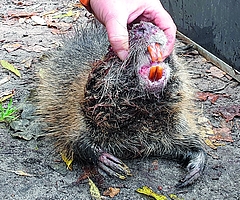 Nutria Biberratte