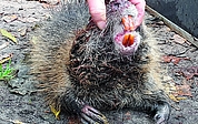Nutria Biberratte