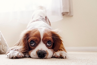 Die Stadt will mit Hausbesuchen die Zahl der tatsächlich gehaltenen Hunde überprüfen. (Symbolfoto: Pixabay)