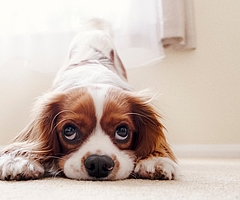 Die Stadt will mit Hausbesuchen die Zahl der tatsächlich gehaltenen Hunde überprüfen. (Symbolfoto: Pixabay)
