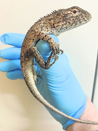 Die Blutsaugeragame ist 50 Zentimeter groß und liebt die Wärme. (Foto: Christian Erdmann)