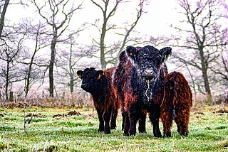 Nicht nur ungewöhnlich anzusehen, sondern auch außergewöhnlich lernfähig: Die Galloways der Nordoer Binnendünen.  (Foto: Stiftung Naturschutz)
