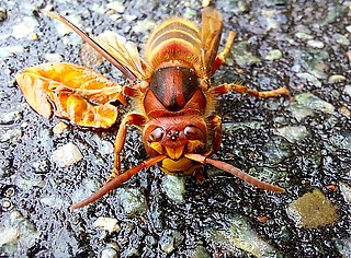 "Makros - ganz nah dran": Der Online-Fotowettbewerb der Holsteiner Allgemeine Zeitung endet am 1.10.2023 um 0:00 Uhr. Hier im Bild zu sehen ist die spektakuläre Nahaufnahme einer Hornisse (Foto: Karsten Behrend).