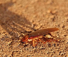 Die Bekämpfung von Schaben sollte professionell angegangen werden, empfiehlt der Kreis Pinneberg. (Foto: Pixabay)